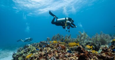 The loving couple dives among corals and fishes in the ocean